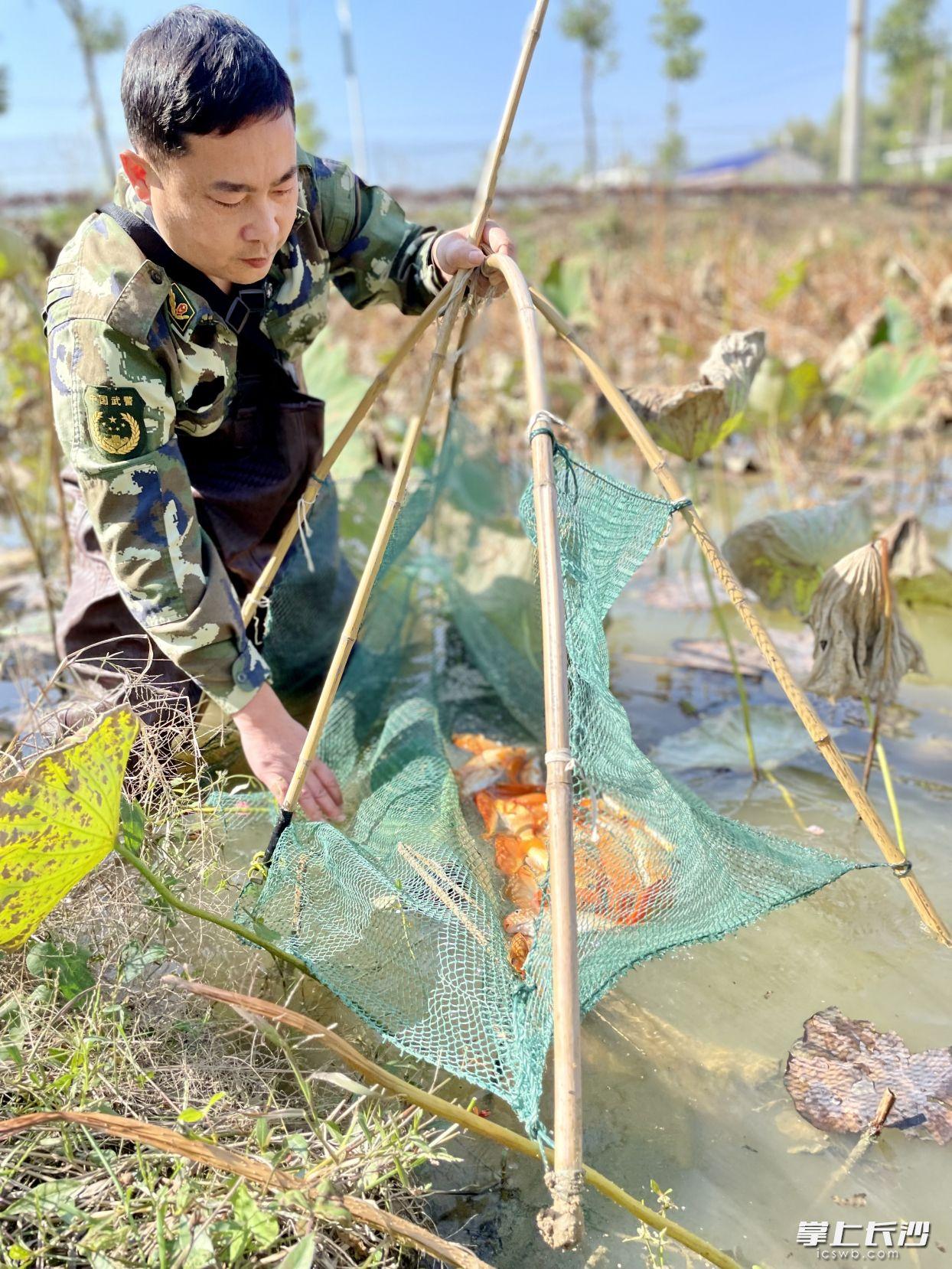 湖南出台新规：带有经检疫确需焚烧的病虫害的秸秆可有序焚烧